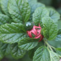 Clerodendrum calamitosum L.